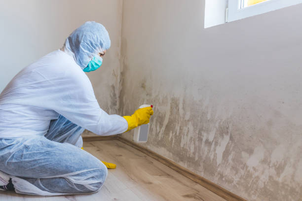 Licensed Mold Removal service in Marshall, IL - Car Mold Remediation